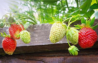 《孤岛惊魂6》停止更新 在线服务不关闭